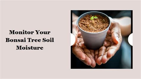 using soil moisture meter with bonsai|soil moisture meter for bonsai.